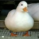 aeduck