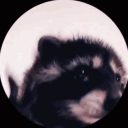 avatar NetmausTTV (german_crusader2023)