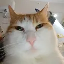 ilgommodaniele