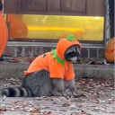 avatar jameson ʕつ•ᴥ•ʔつ