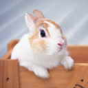 bunnybunnybun's Avatar