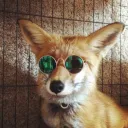 thefoxtato