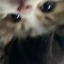 tunasofishy