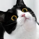 fcez