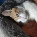 alilou