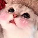 chromocat