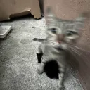 fugori.