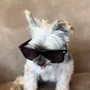 thehaikumaster26
