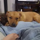 abillister