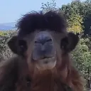 miigsyt