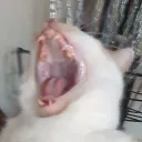 shenpainoticesu