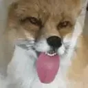 foxi4262