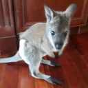 .wallaby.
