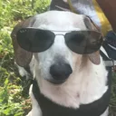 technodog_