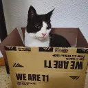 .bingi.