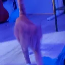 bigbootylandingzone