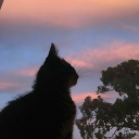 avatar D