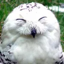 xykoticowl