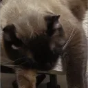 ilovecats_ojisan