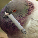 avatar Gefüllte Taubenbrust