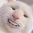 cat3680