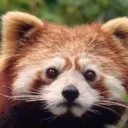 pandapants200