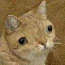 theramenkitty