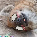 aceyhyena