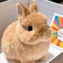 maxiinr