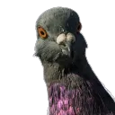 pigeonjuice