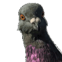 pigeonjuice