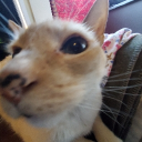 Discord Avatar