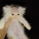 jax
