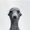 wokemob