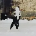 spookythecat1