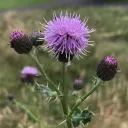 mekrinel