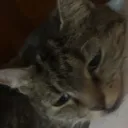 catto69