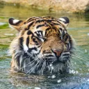 tigermoto