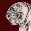 tygersblood