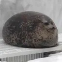 beatmymeatsaber2719