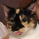 guttergoo