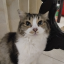 avatar Chimihurri Soup