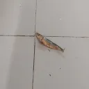 plutomilo