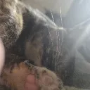 ratta69