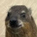 Reitħø℣'s Avatar