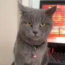 yaelahgaas