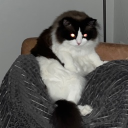 fzzw