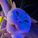 muffinboy23