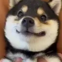 blackshibe