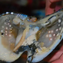 taprolano00#1849's avatar